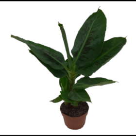 Musa Tropicana - Banana Plant