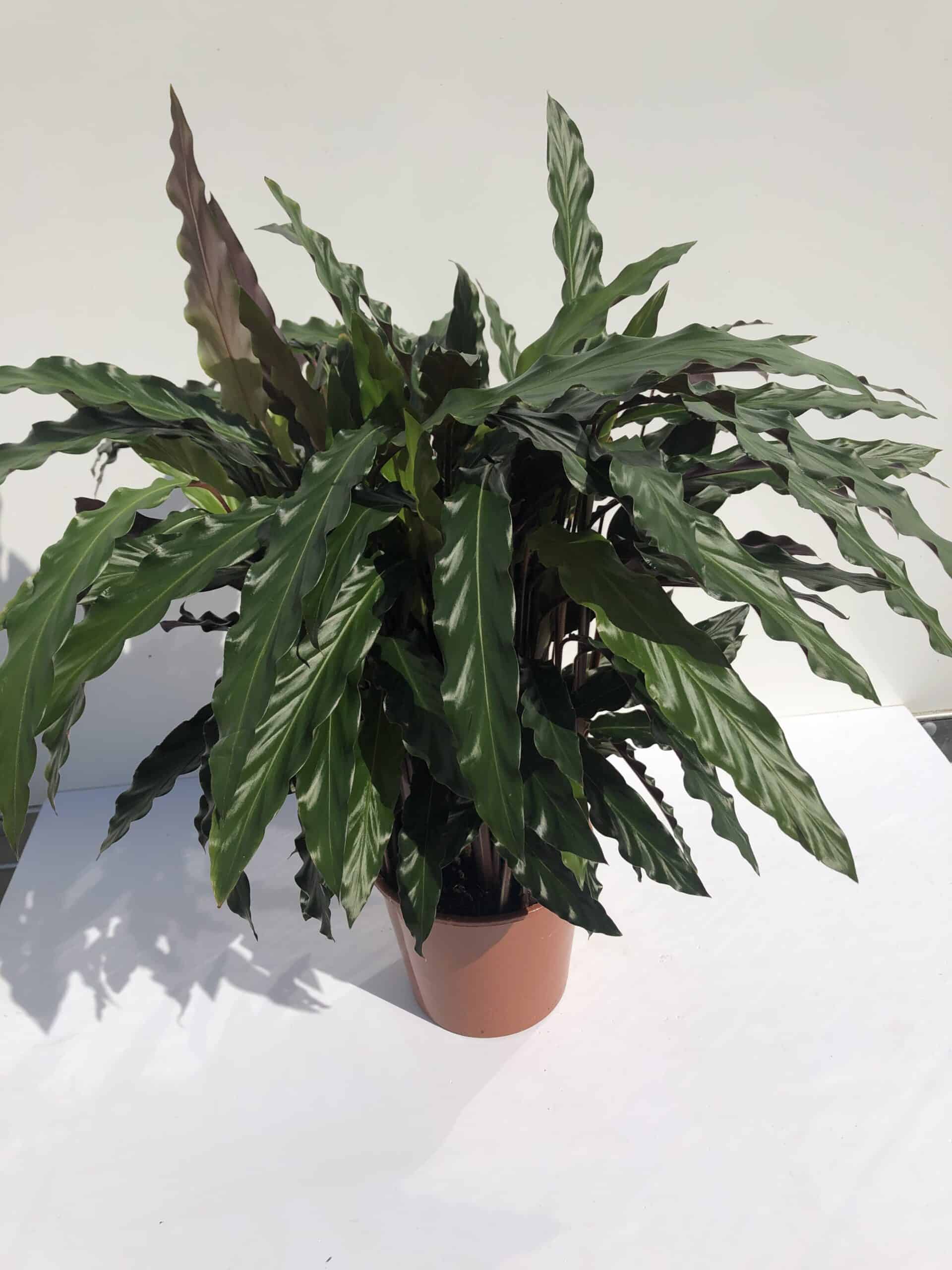 Calathea 'Blue Grass' 70cm
