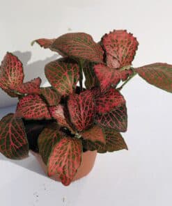 Fittonia 'Red'