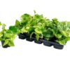 Epipremnum Marble Queen