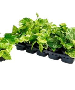 Epipremnum Marble Queen