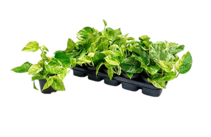 Epipremnum Marble Queen