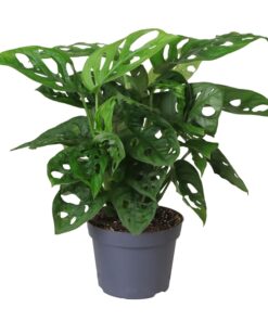 Monstera Monkey Mask