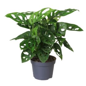 Monstera Monkey Mask