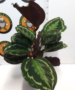 Calathea Medallion 40cm