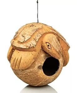 Giganterra Turtle-Shaped Coconut Hide
