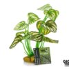 Giganterra Artificial Standing Pothos