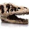 Giganterra T-Rex Skull