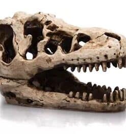 Giganterra T-Rex Skull