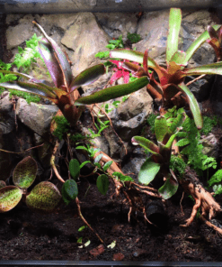 SkyLight Mid-30R Intense