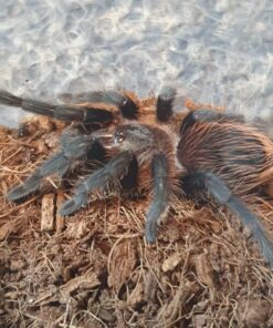 Tliltocatl kalenbergi