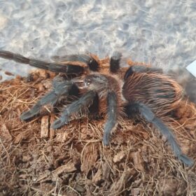 Tliltocatl kalenbergi