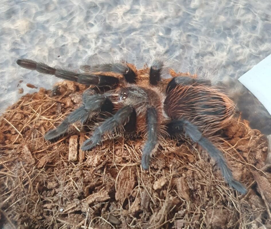 Tliltocatl kalenbergi