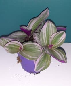 Tradescantia albiflora 'Nanouk'