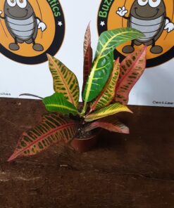 Codiaeum Nervia