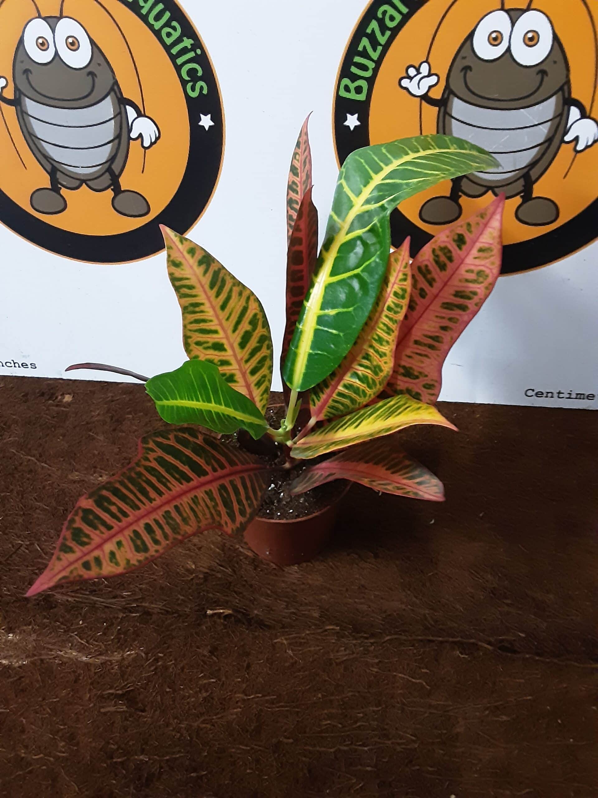 Codiaeum Nervia