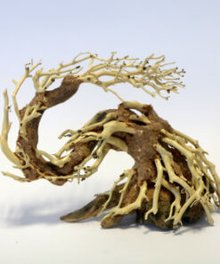 Dragon Tree Small Piece 22x15x10cm