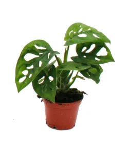 Monstera Monkey Mask