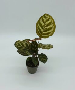 Calathea Sp1 Small
