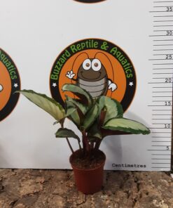 Calathea Roseopicta 15cm