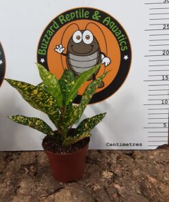 Codiaeum Superstar - Small