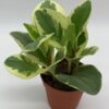 Peperomia