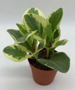 Peperomia