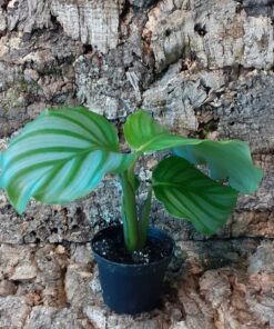 Calathea Orbifolia
