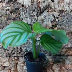 Calathea Orbifolia
