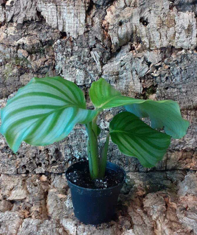 Calathea Orbifolia