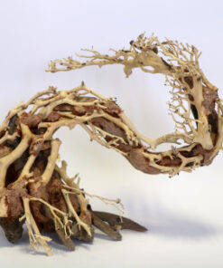 Dragon Tree Medium Piece 30x23x13cm