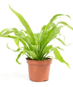 asplenium antiquum small