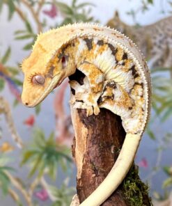 Crested Gecko Full Setup