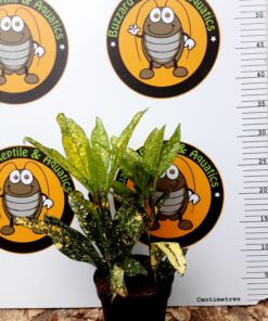 Codiaeum Gold Sun
