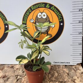 Schefflera Moondrop