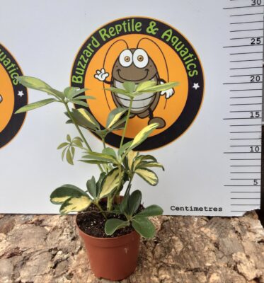 Schefflera Moondrop
