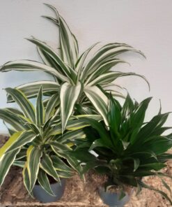Dracaena Compacta