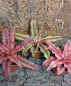 Cryptanthus