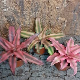 Cryptanthus