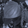 Black Pepper Leaves