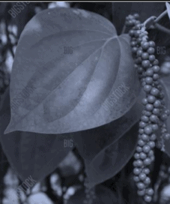 Black Pepper Leaves