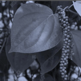 Black Pepper Leaves