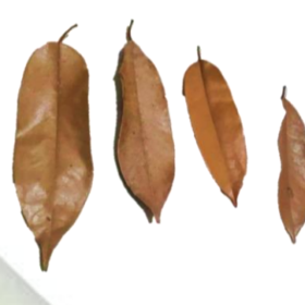 Durian Leaves