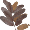 Kumbuk-Terminalia Arjuna Leaves