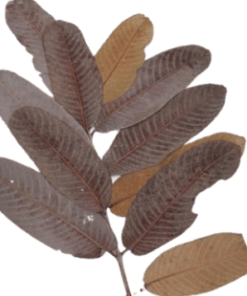 Kumbuk-Terminalia Arjuna Leaves