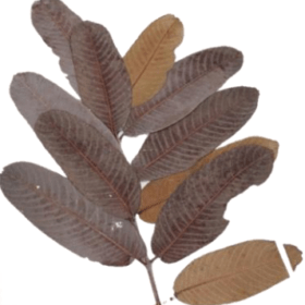 Kumbuk-Terminalia Arjuna Leaves