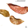 Mahogani Leaves