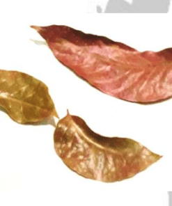 Mahogani Leaves
