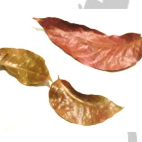 Mahogani Leaves
