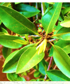 Mangrove Leaves